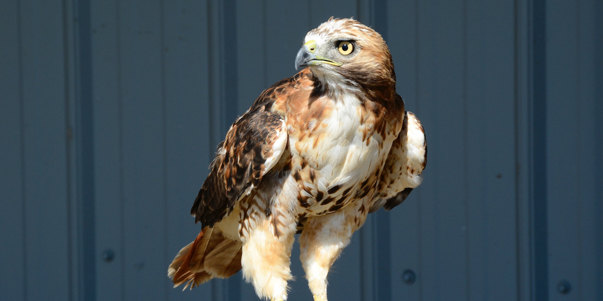 Falcon Cafe in tokyo. Animal cafe japan. for bird lovers 